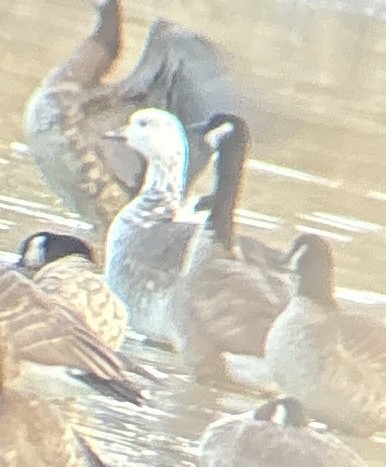 Snow x Cackling Goose (hybrid) - ML646020453