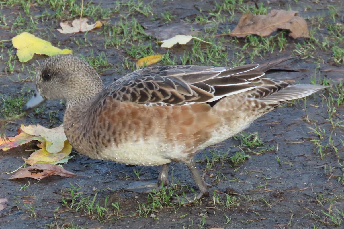 アメリカヒドリ - ML646020455