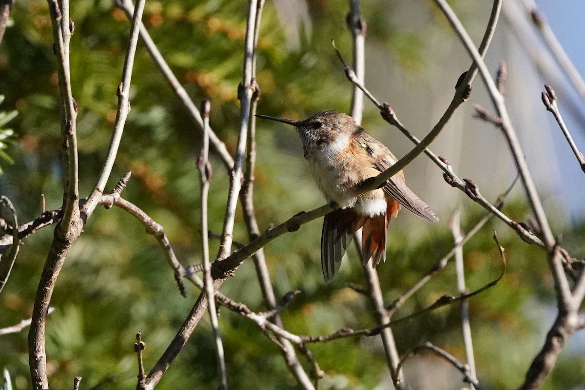 Rufous Hummingbird - ML646020456