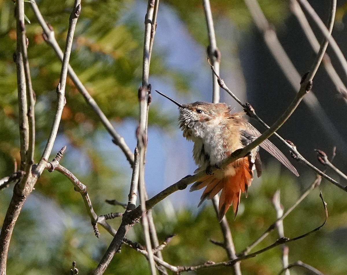 Rufous Hummingbird - ML646020457