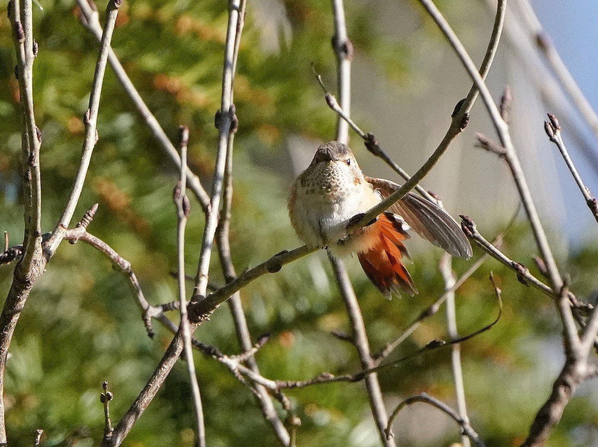 Rufous Hummingbird - ML646020458