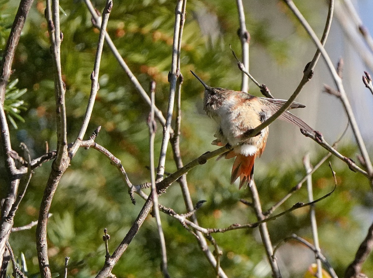 Rufous Hummingbird - ML646020459