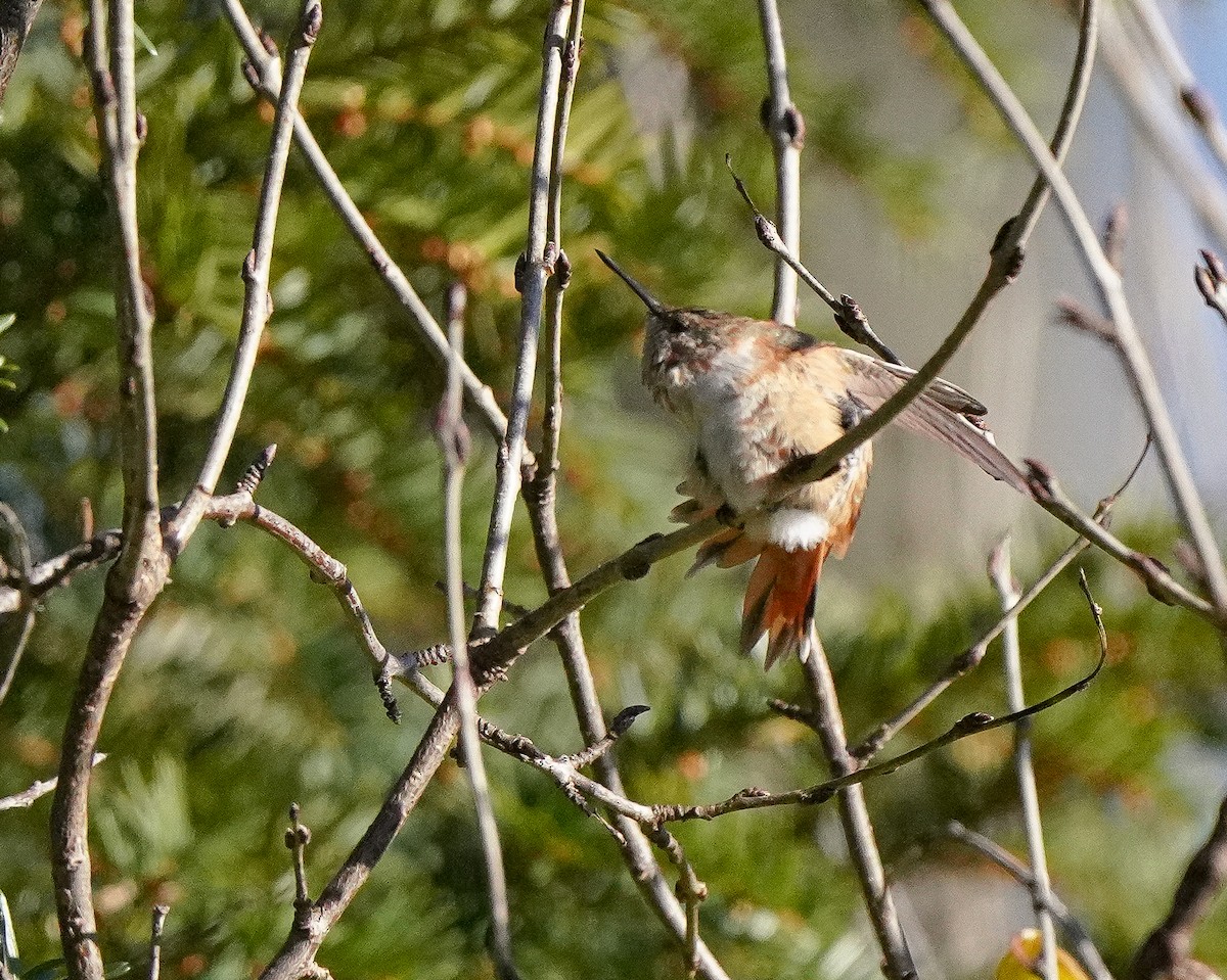 Rufous Hummingbird - ML646020460