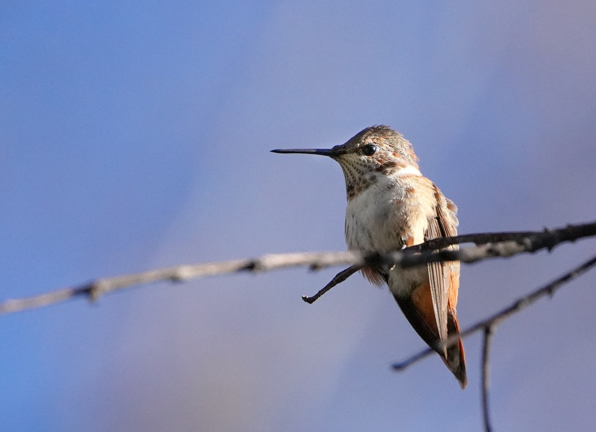 Rufous Hummingbird - ML646020461