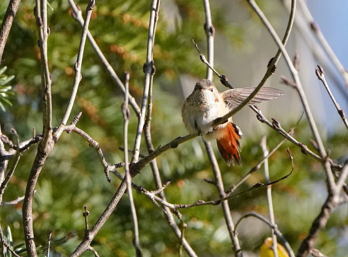 Rufous Hummingbird - ML646020462