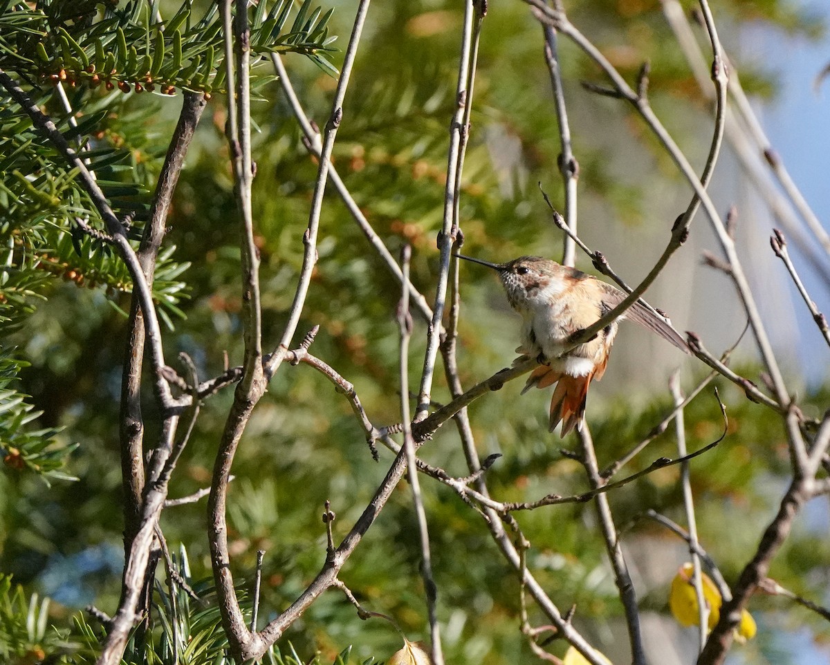 Rufous Hummingbird - ML646020463