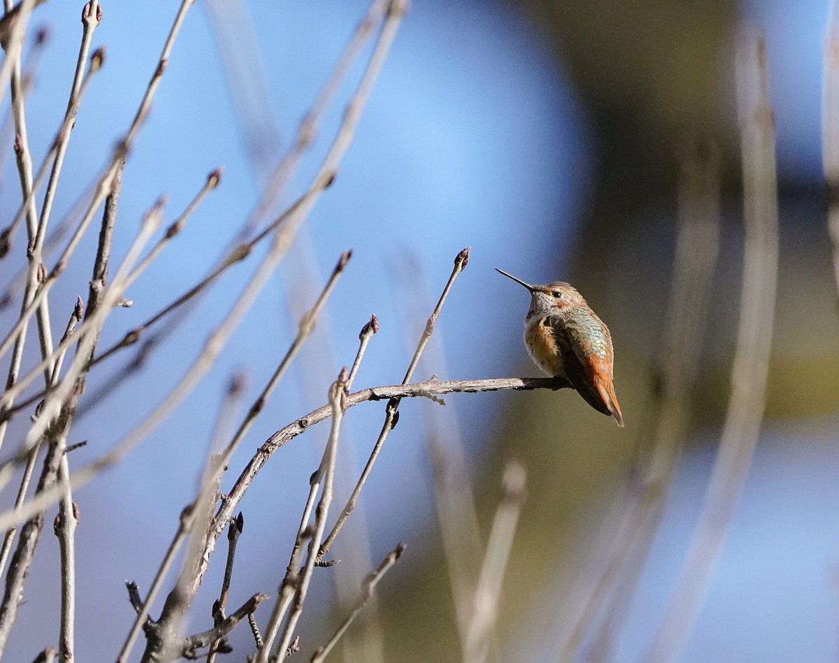 Rufous Hummingbird - ML646020464