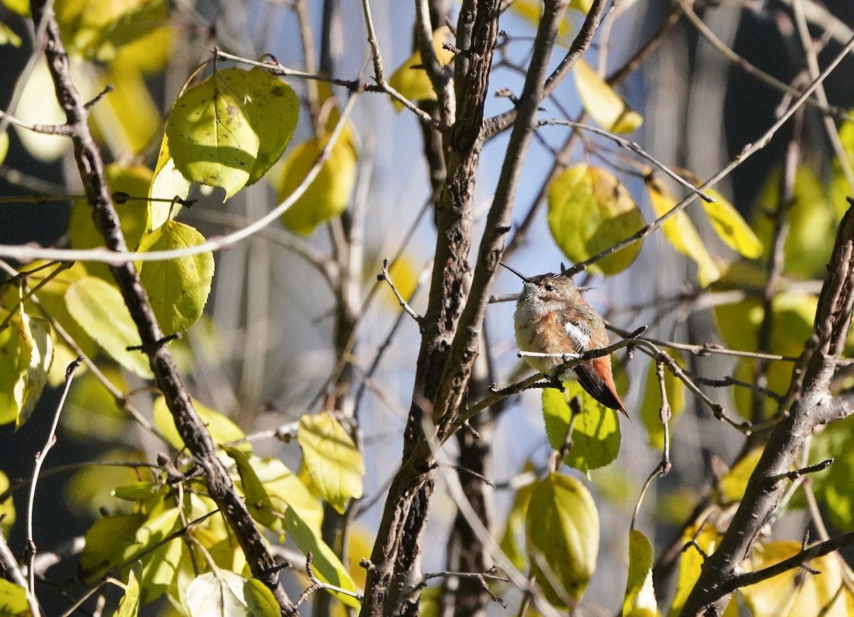 Rufous Hummingbird - ML646020465