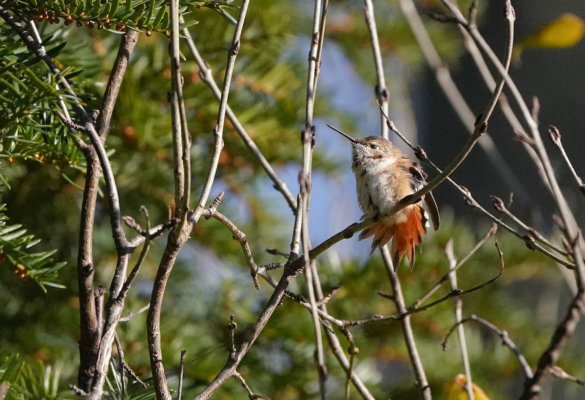 Rufous Hummingbird - ML646020466