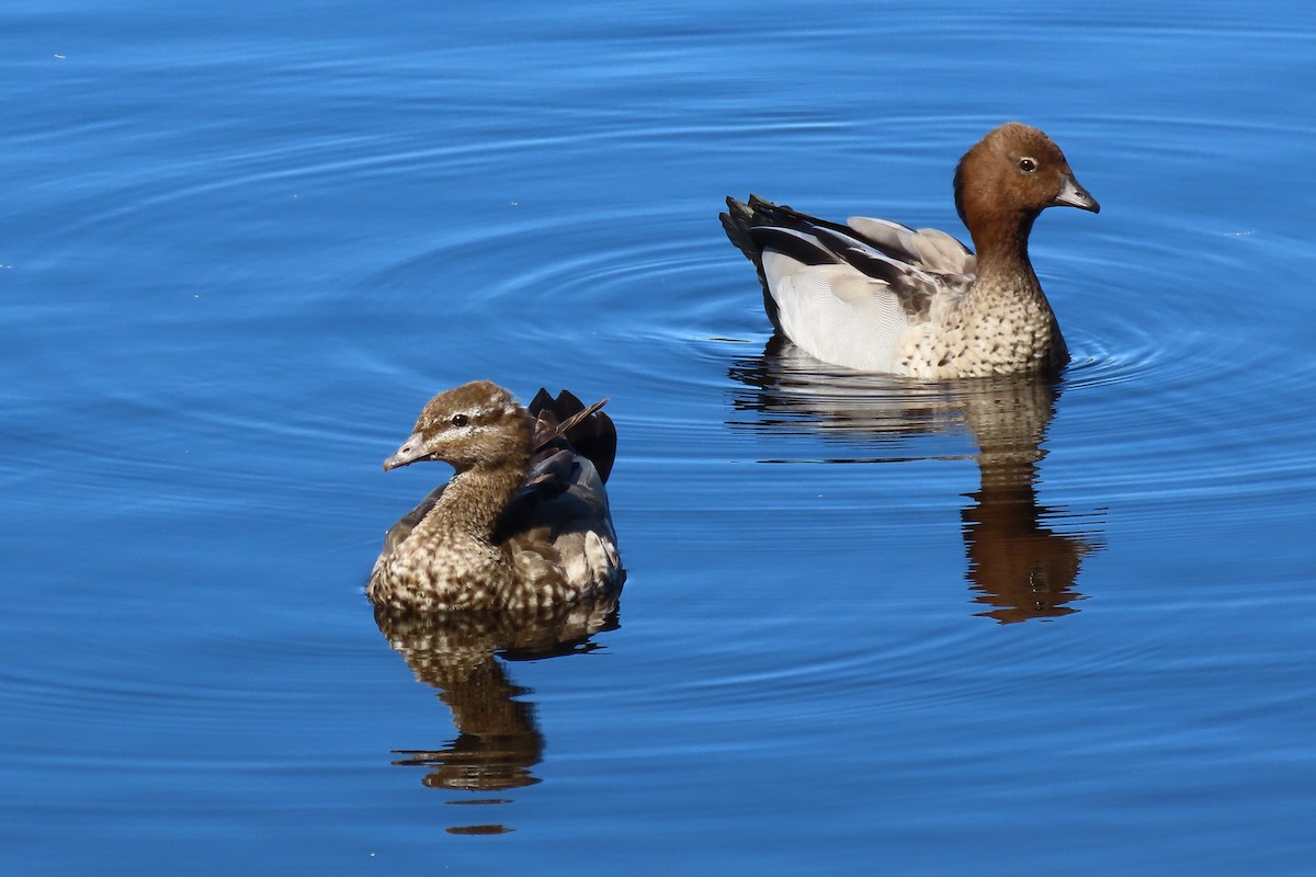 タテガミガン - ML646020467