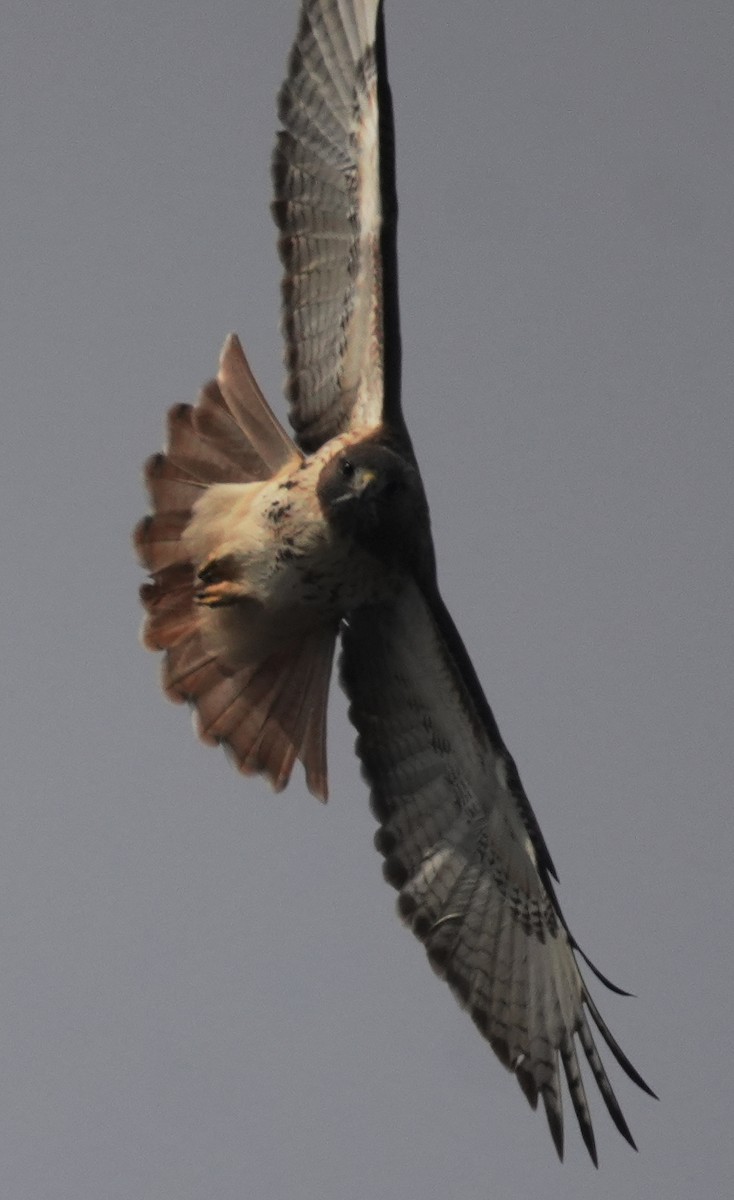 Краснохвостый канюк - ML646020468