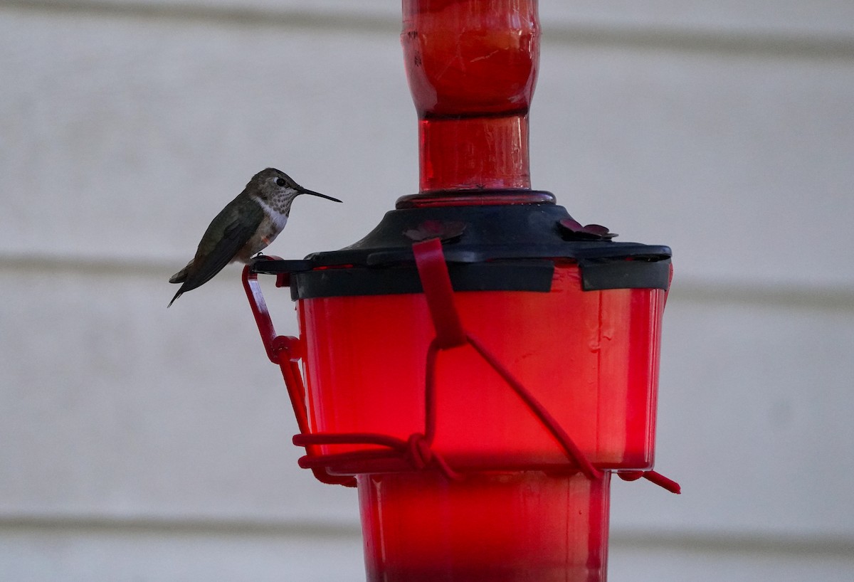 Rufous Hummingbird - ML646020472