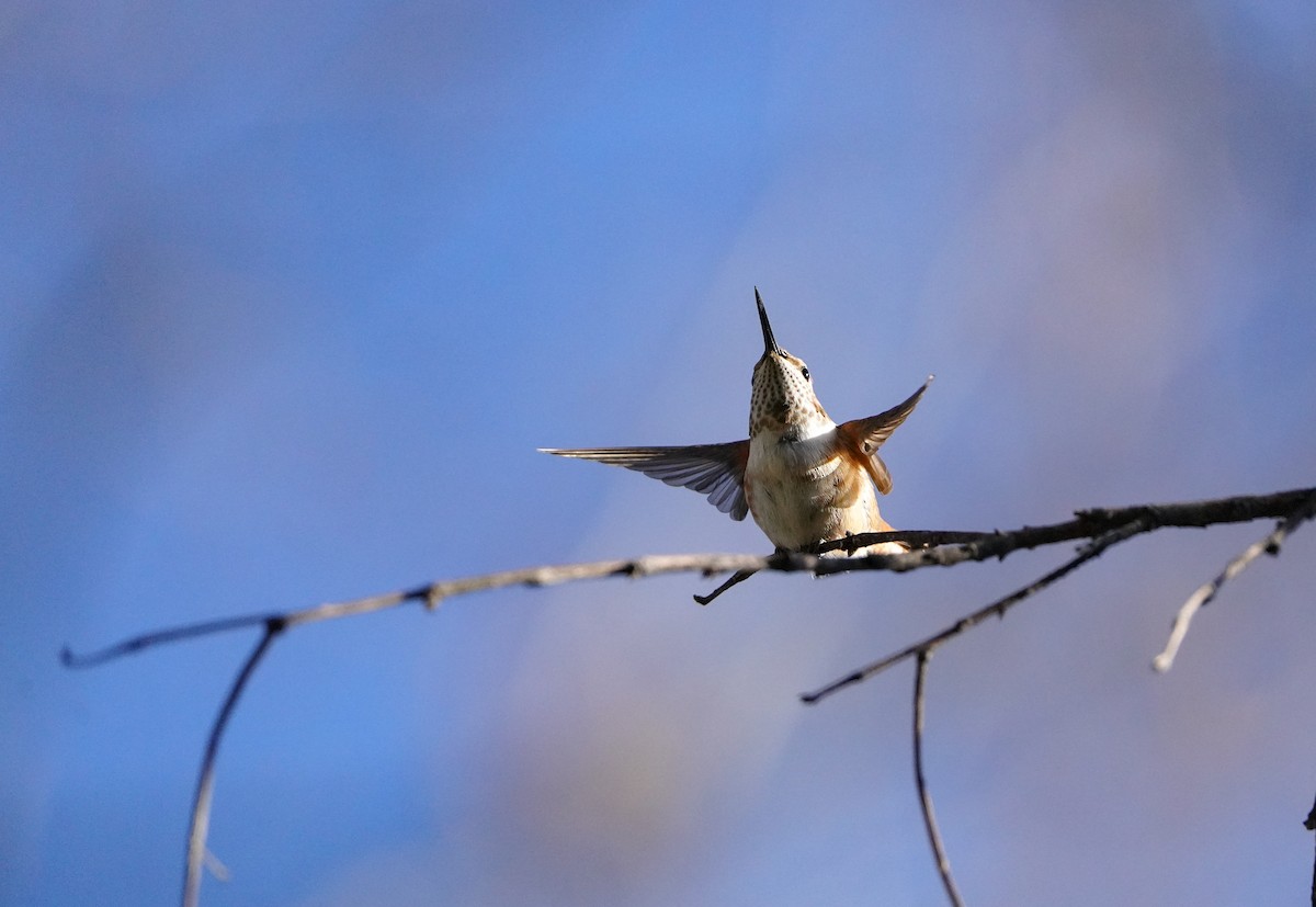 Rufous Hummingbird - ML646020473