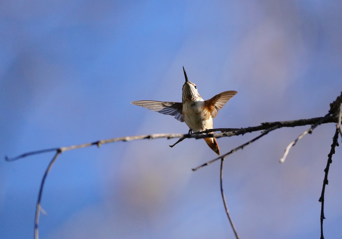 Rufous Hummingbird - ML646020474