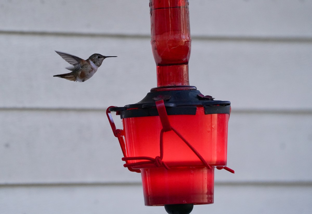 Rufous Hummingbird - ML646020475