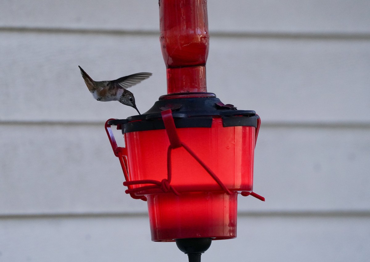 Rufous Hummingbird - ML646020476