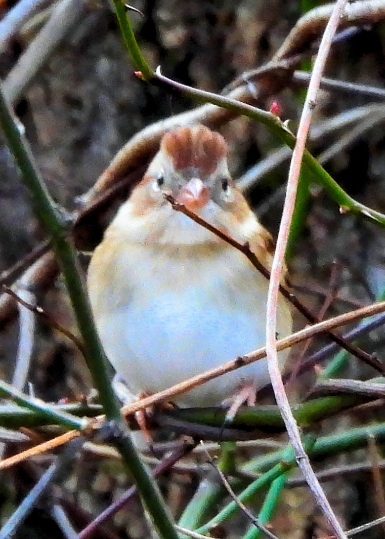 ヒメドリ - ML646020477