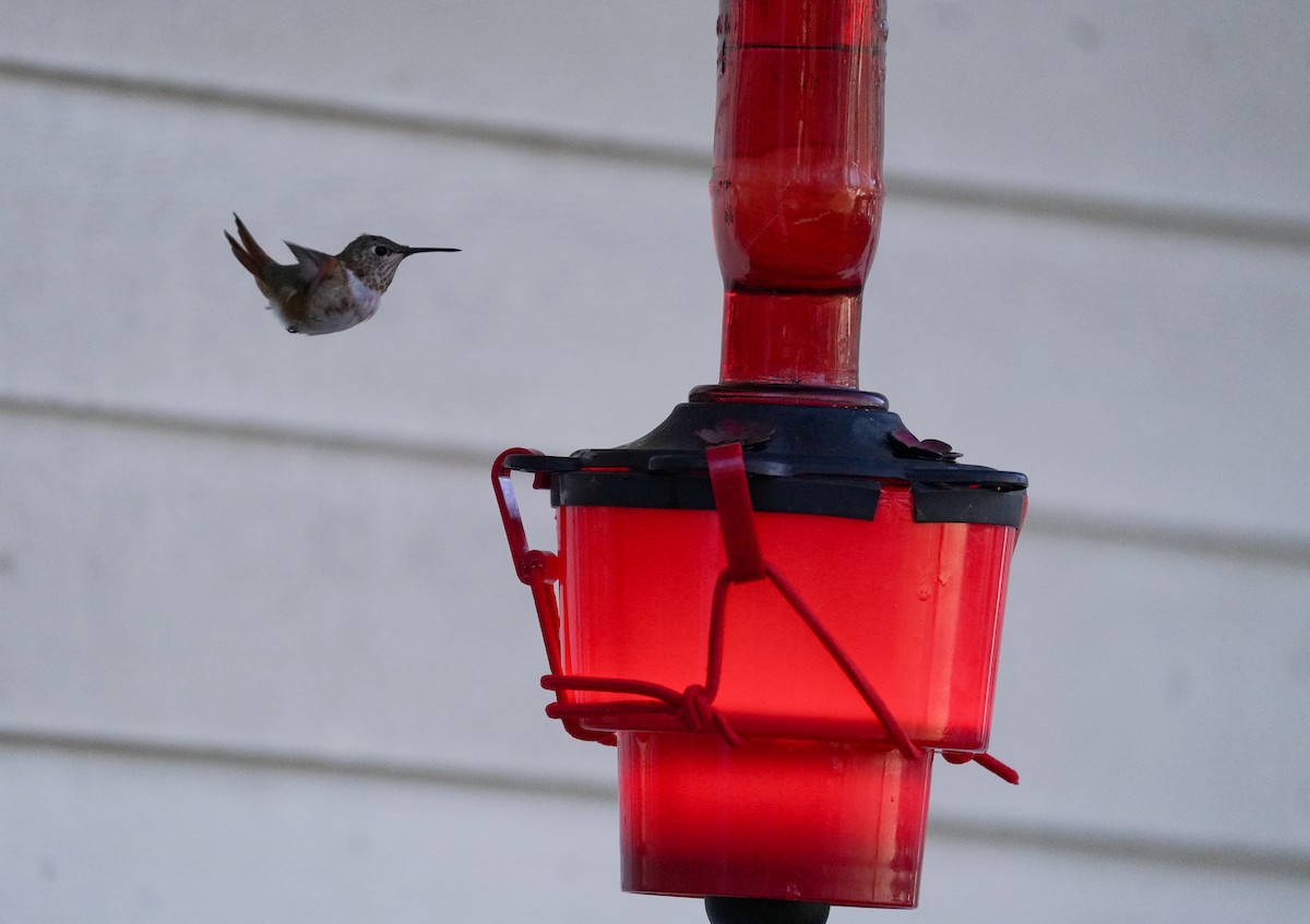 Rufous Hummingbird - ML646020478