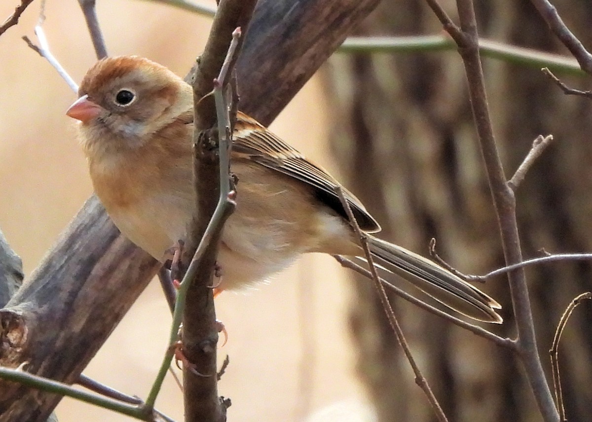 Field Sparrow - ML646020479