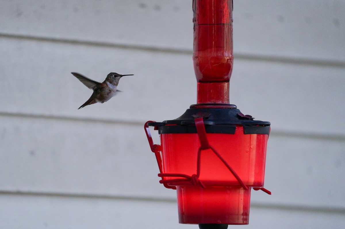 Rufous Hummingbird - ML646020480