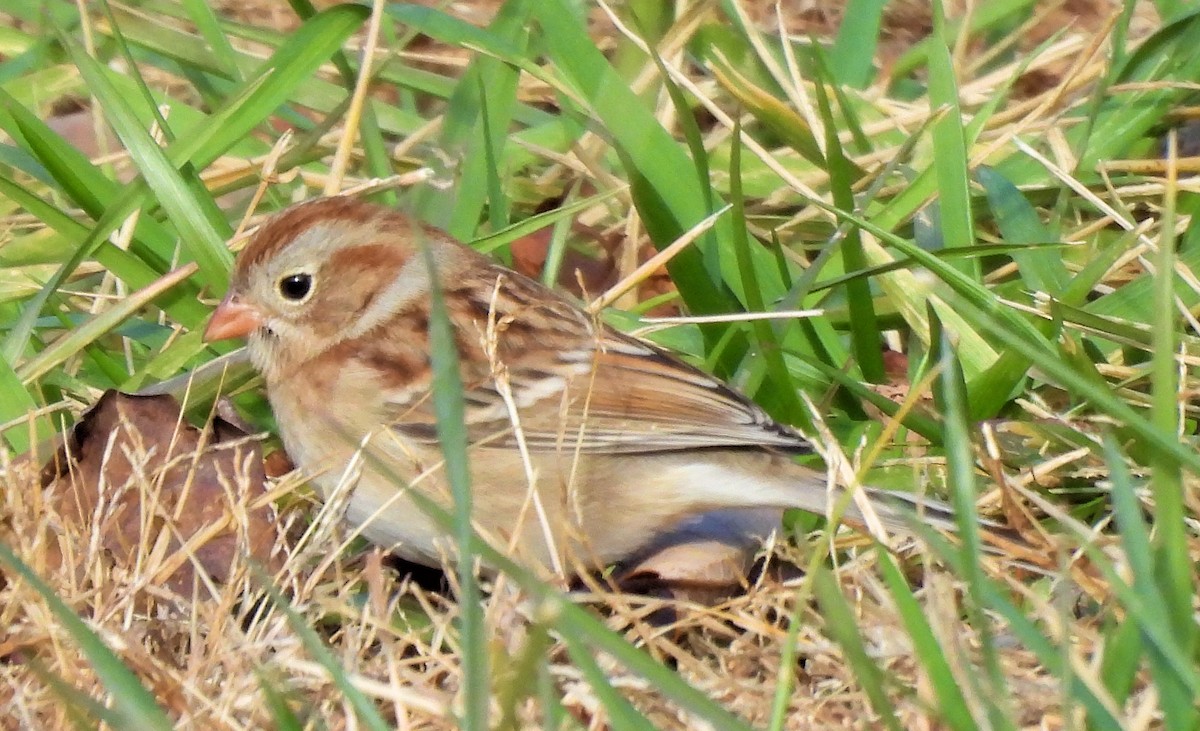 Field Sparrow - ML646020481
