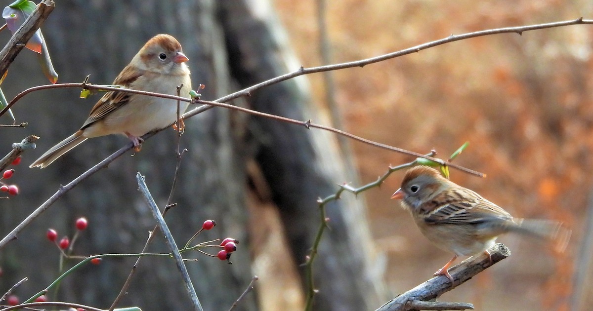 Field Sparrow - ML646020484