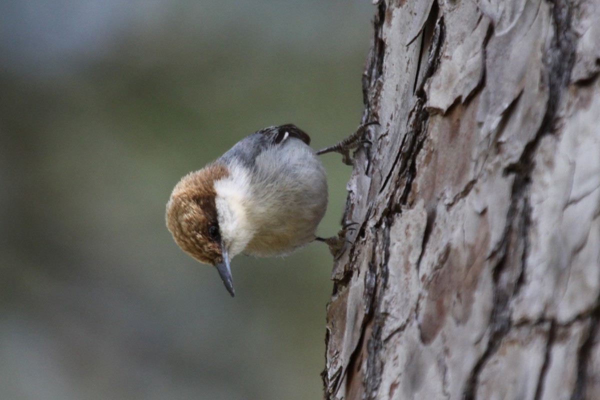 brhlík hnědohlavý - ML646020487