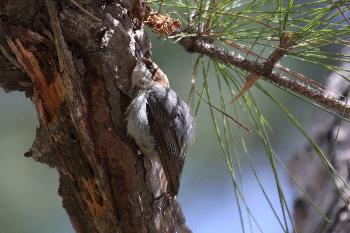 brhlík hnědohlavý - ML646020488