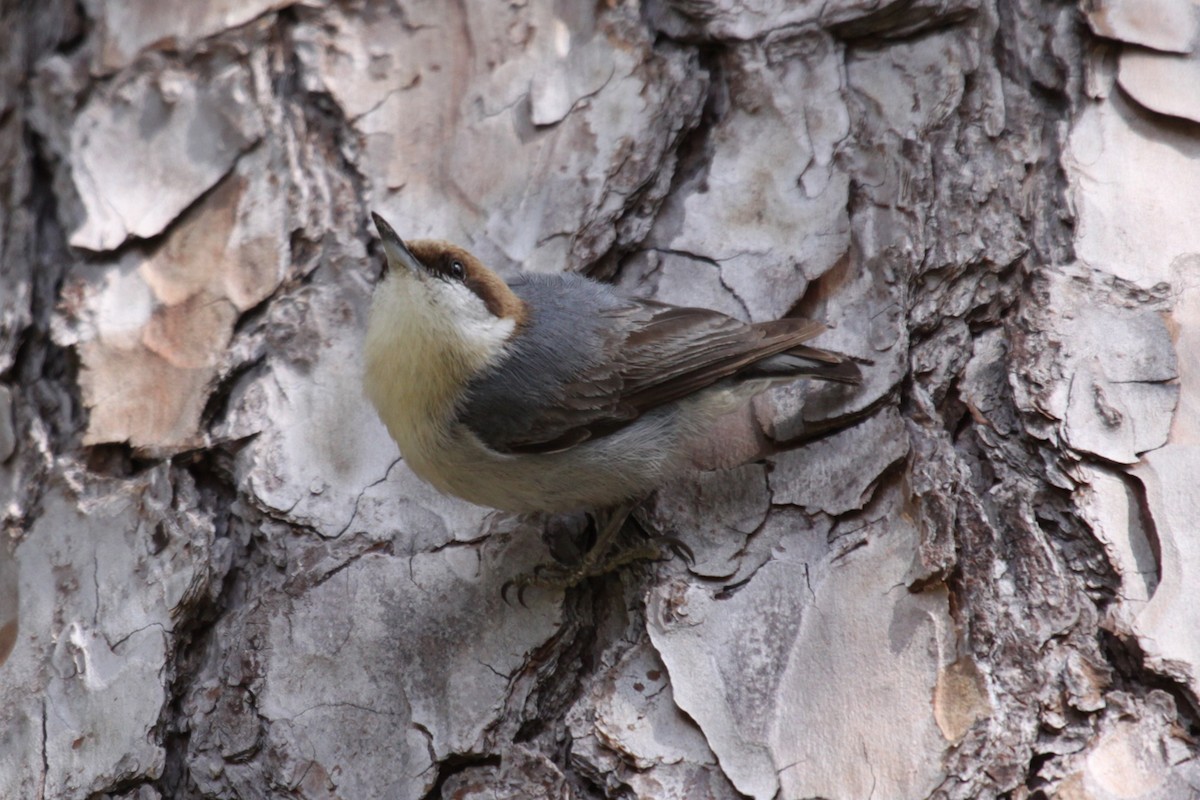 brhlík hnědohlavý - ML646020489