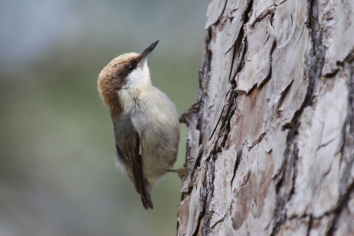 brhlík hnědohlavý - ML646020490