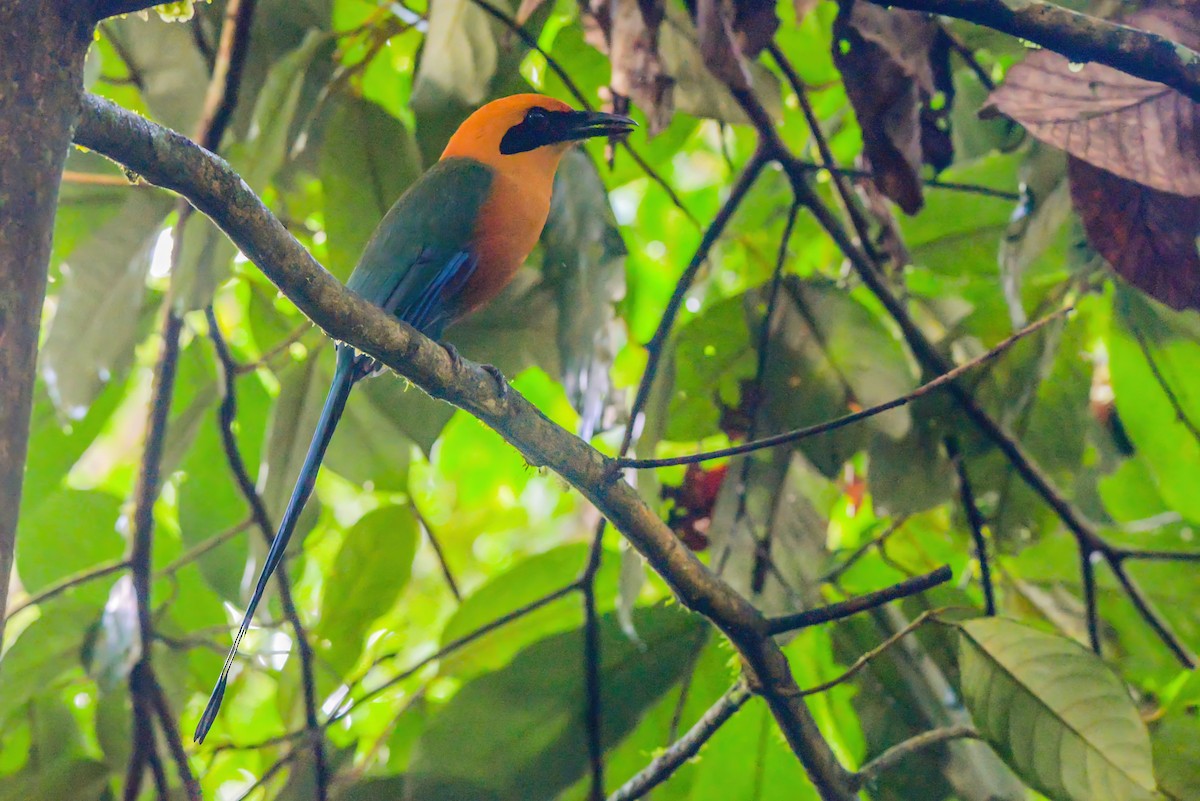 Rufous Motmot - ML646020492