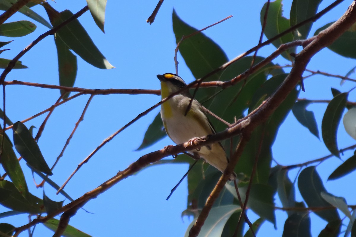キボシホウセキドリ - ML646020494
