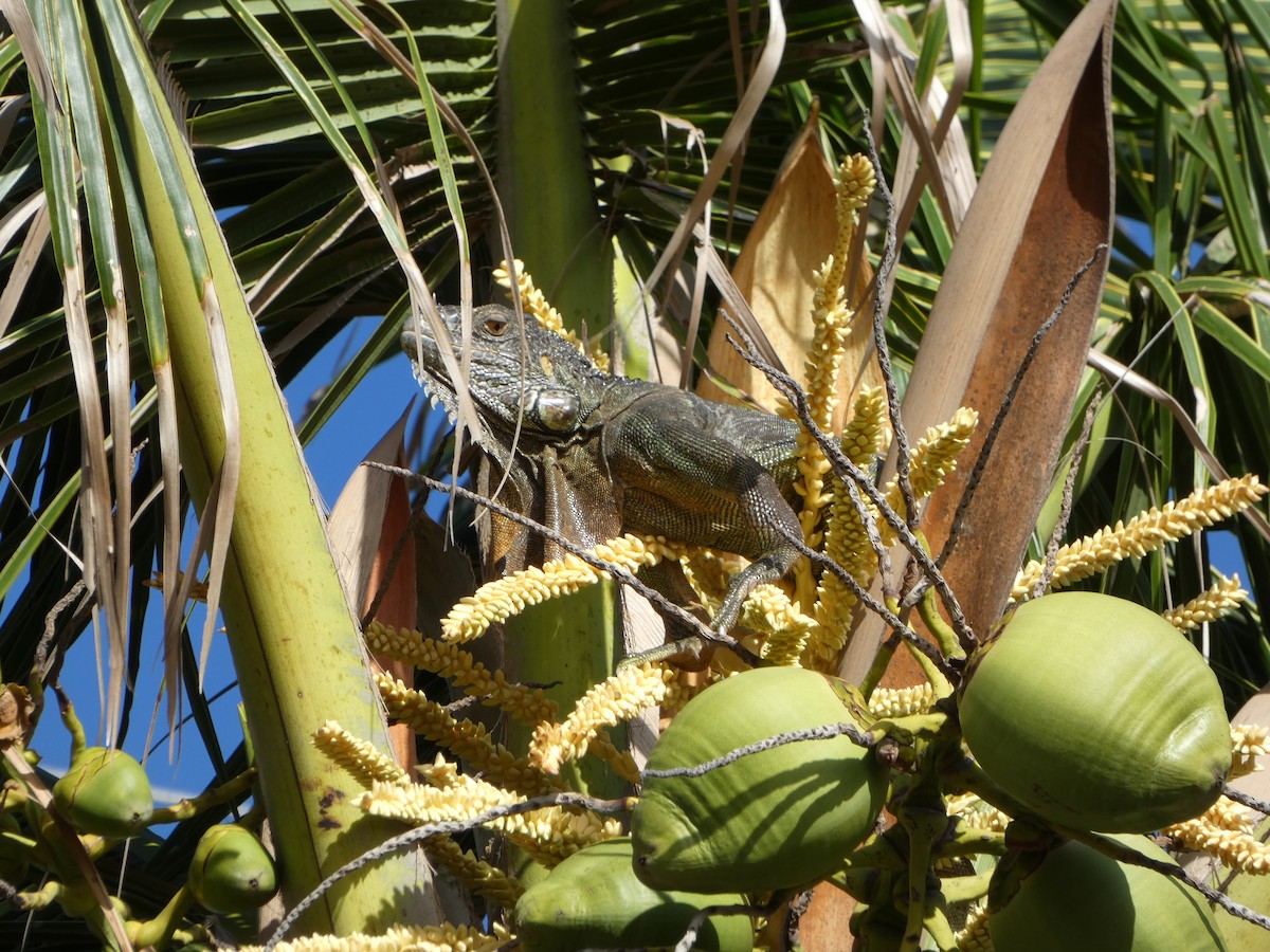 Reptiles - ML646020506