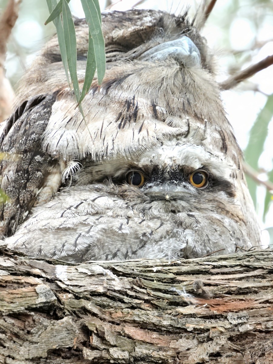 Tawny Frogmouth - ML646020510