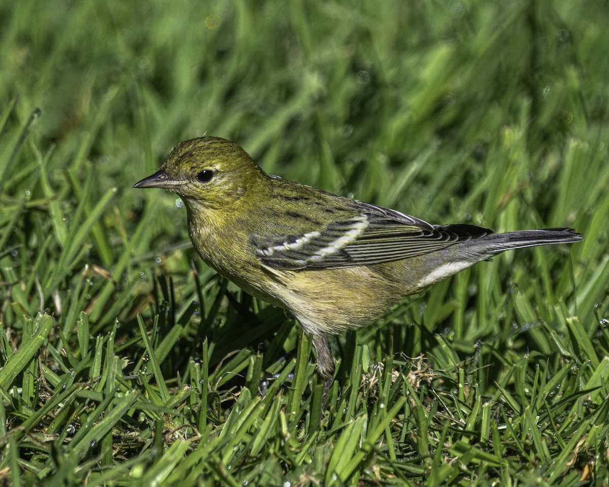 Bay-breasted Warbler - ML646020511