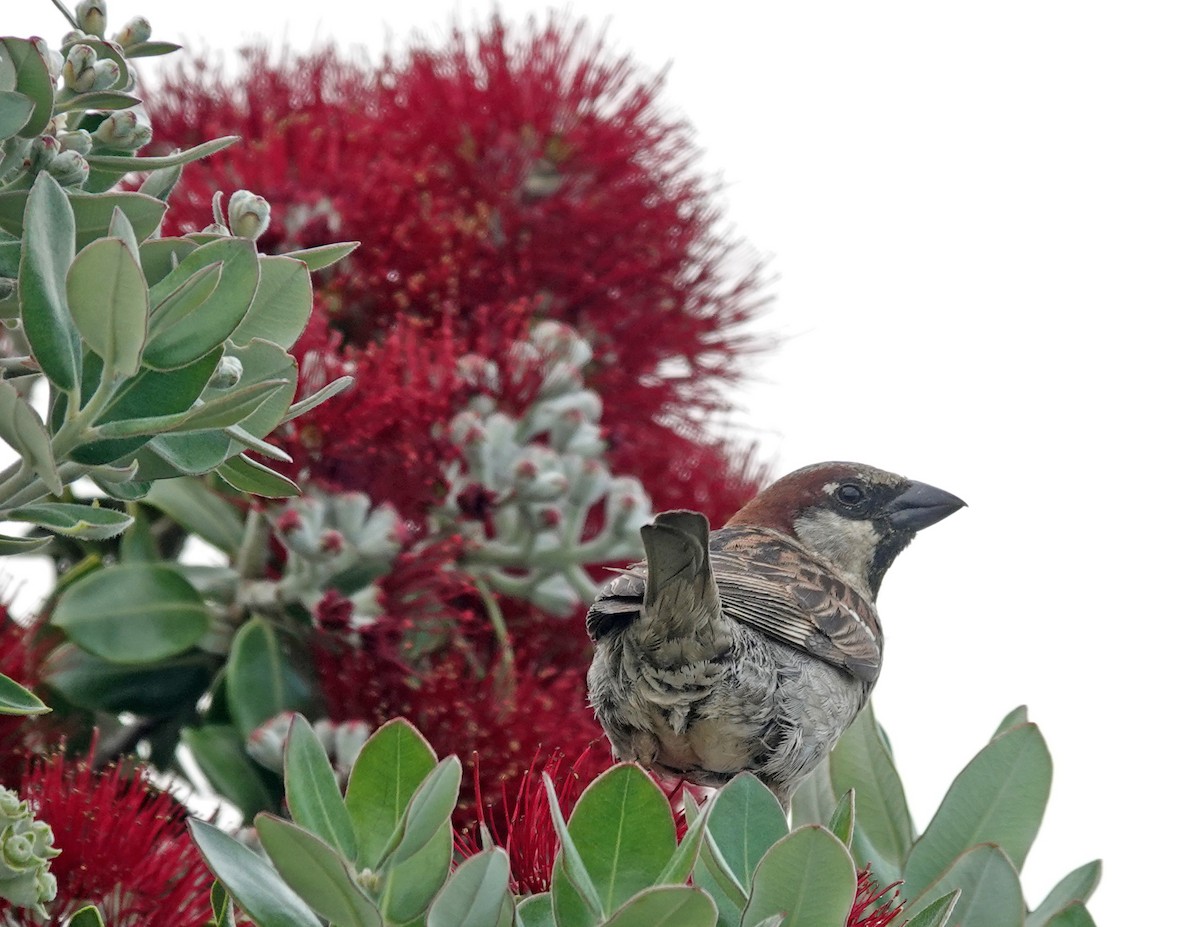 House Sparrow - ML646020512