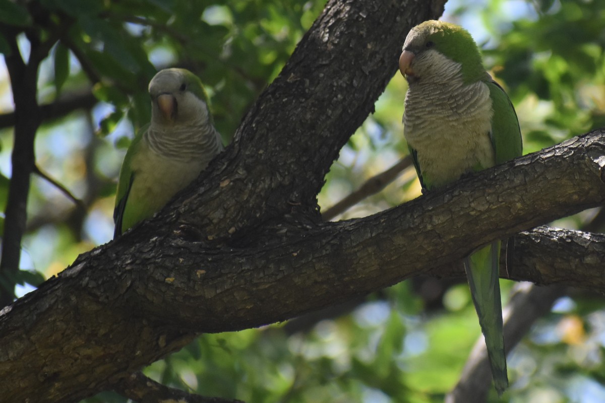 Mönchssittich - ML646020517