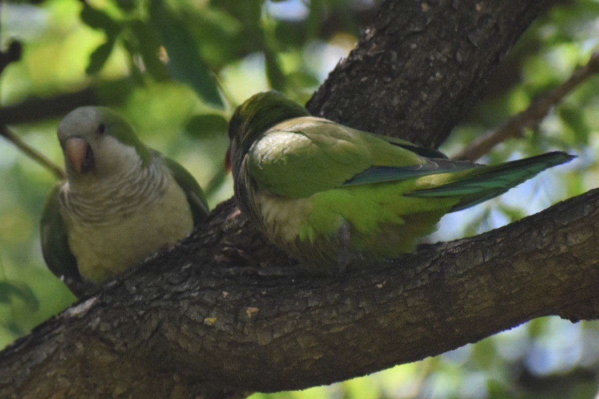 Mönchssittich - ML646020518