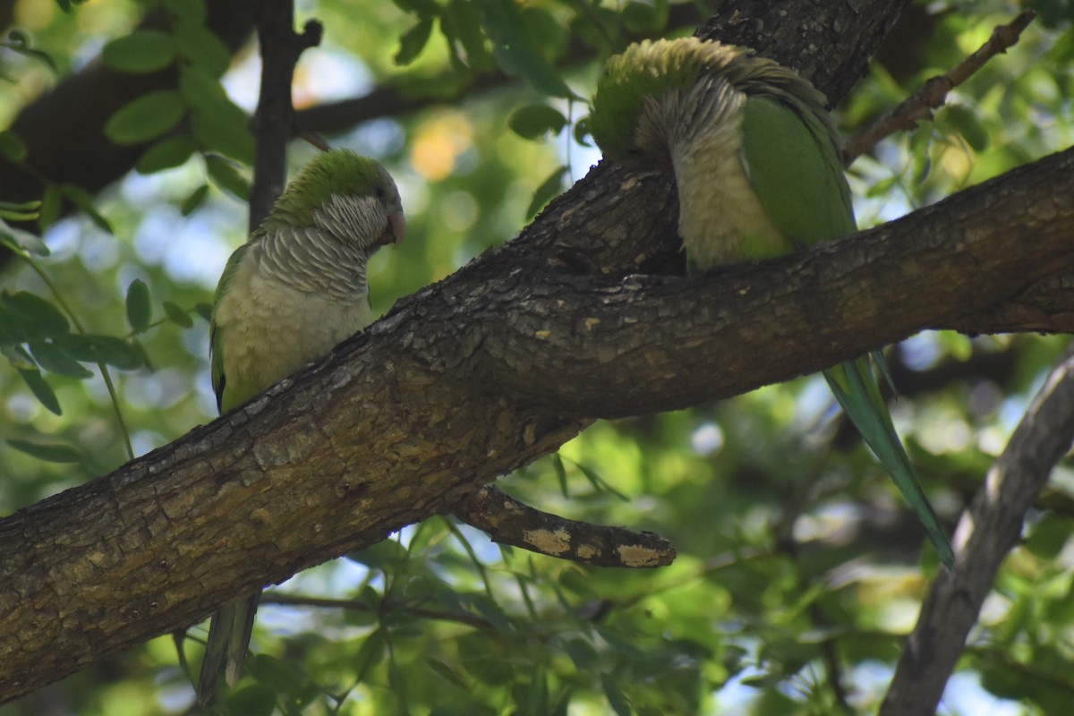 Mönchssittich - ML646020519