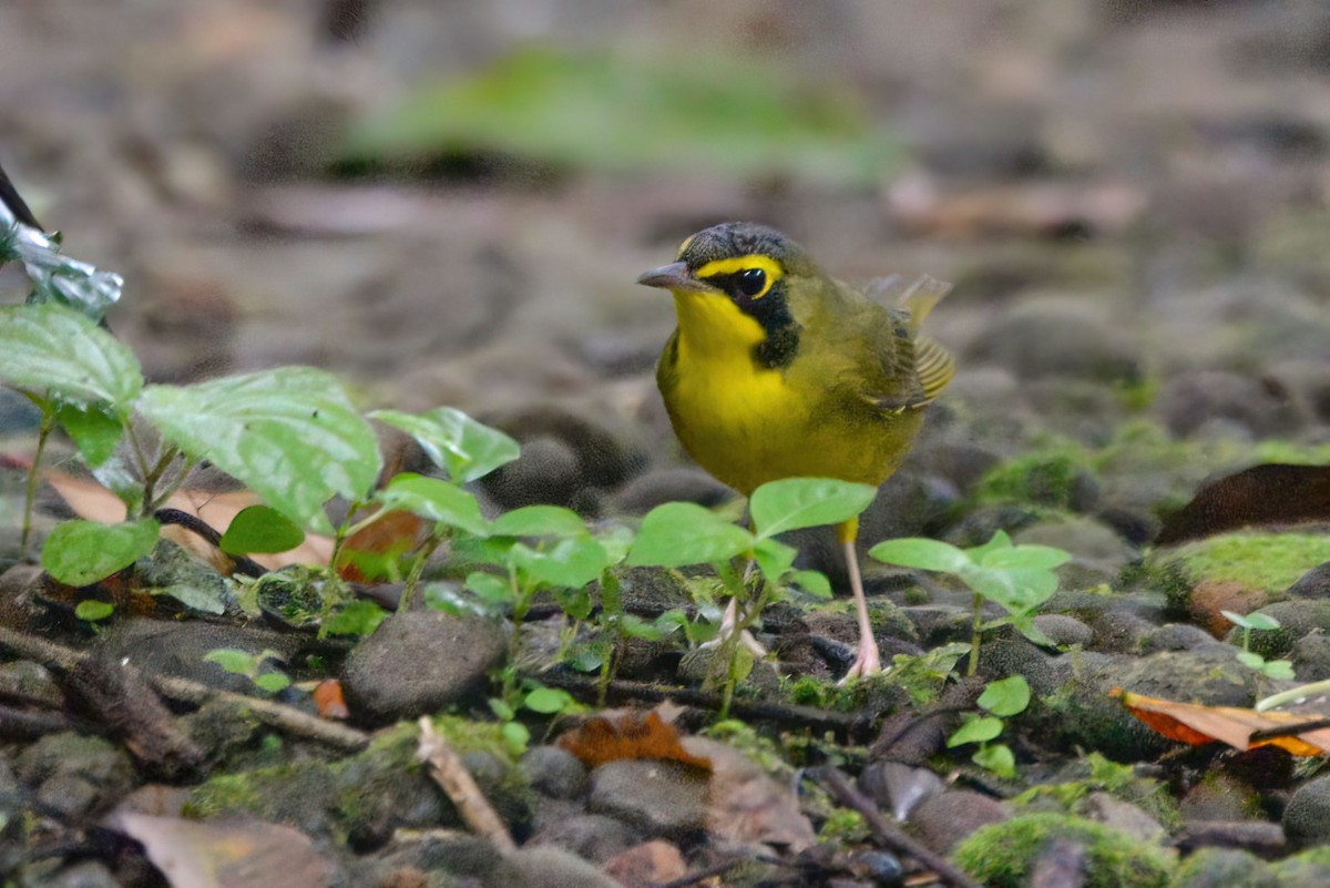 סבכון קנטקי - ML646020522