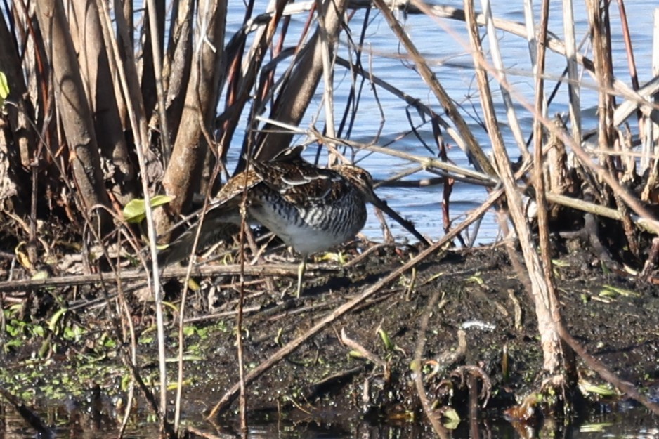 Wilson's Snipe - ML646020538