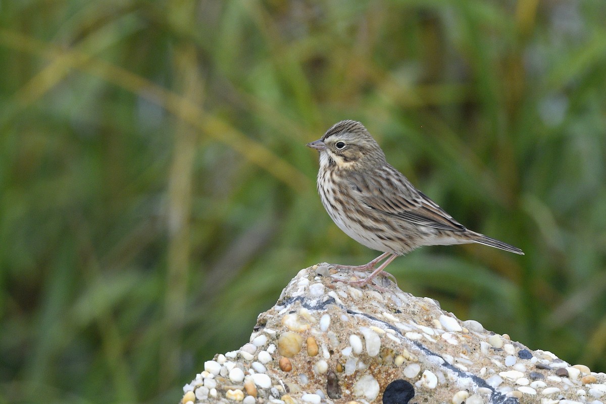 Savannah Sparrow (Ipswich) - ML646020552