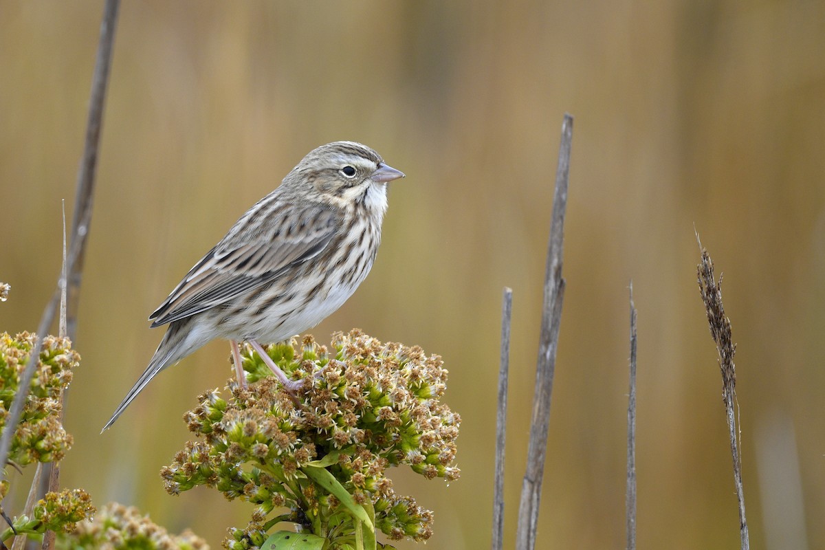 Savannah Sparrow (Ipswich) - ML646020553
