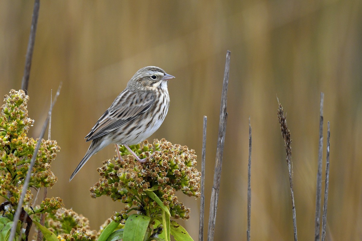 Savannah Sparrow (Ipswich) - ML646020554