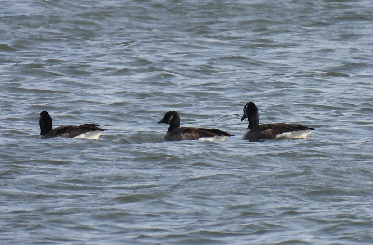 Kanada Kazı - ML646020555