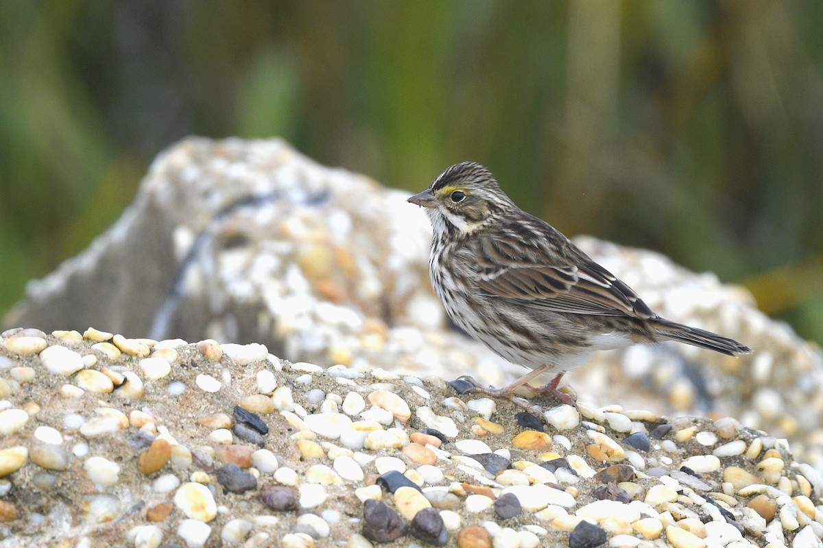 Savannah Sparrow (Savannah) - ML646020560