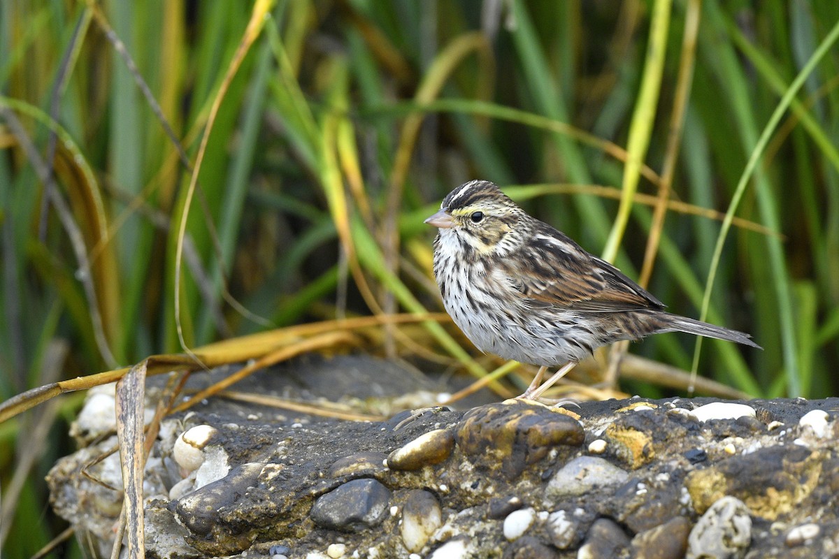 Savannah Sparrow (Savannah) - ML646020561