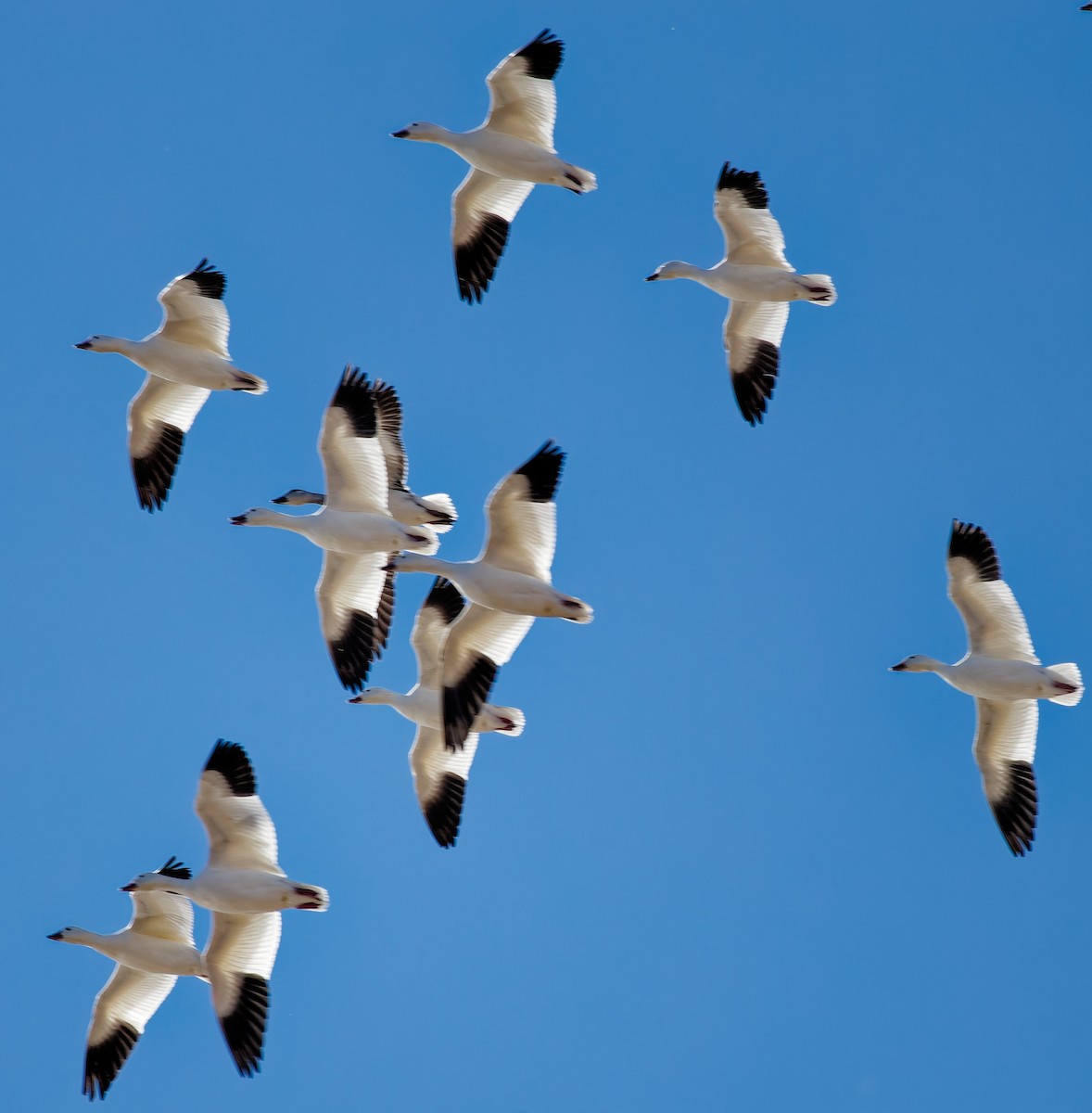 ハクガン - ML646020565