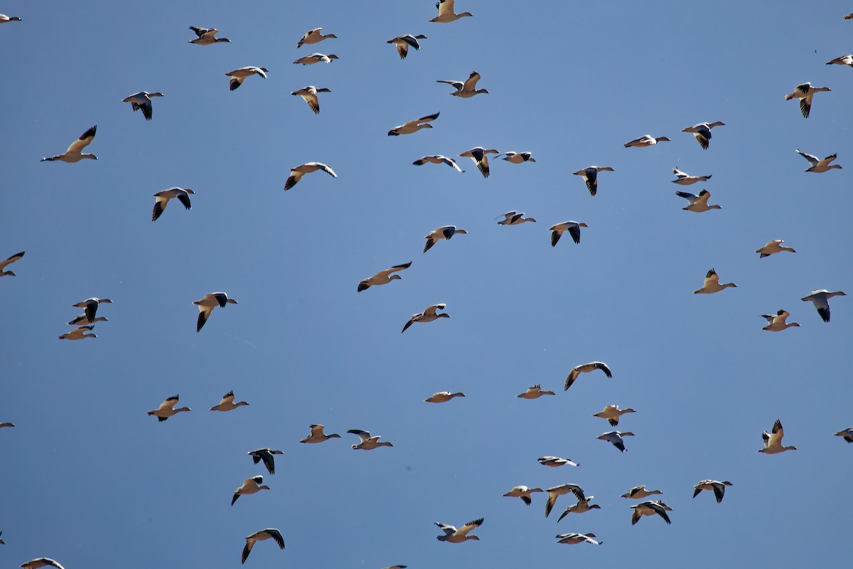 ハクガン - ML646020566