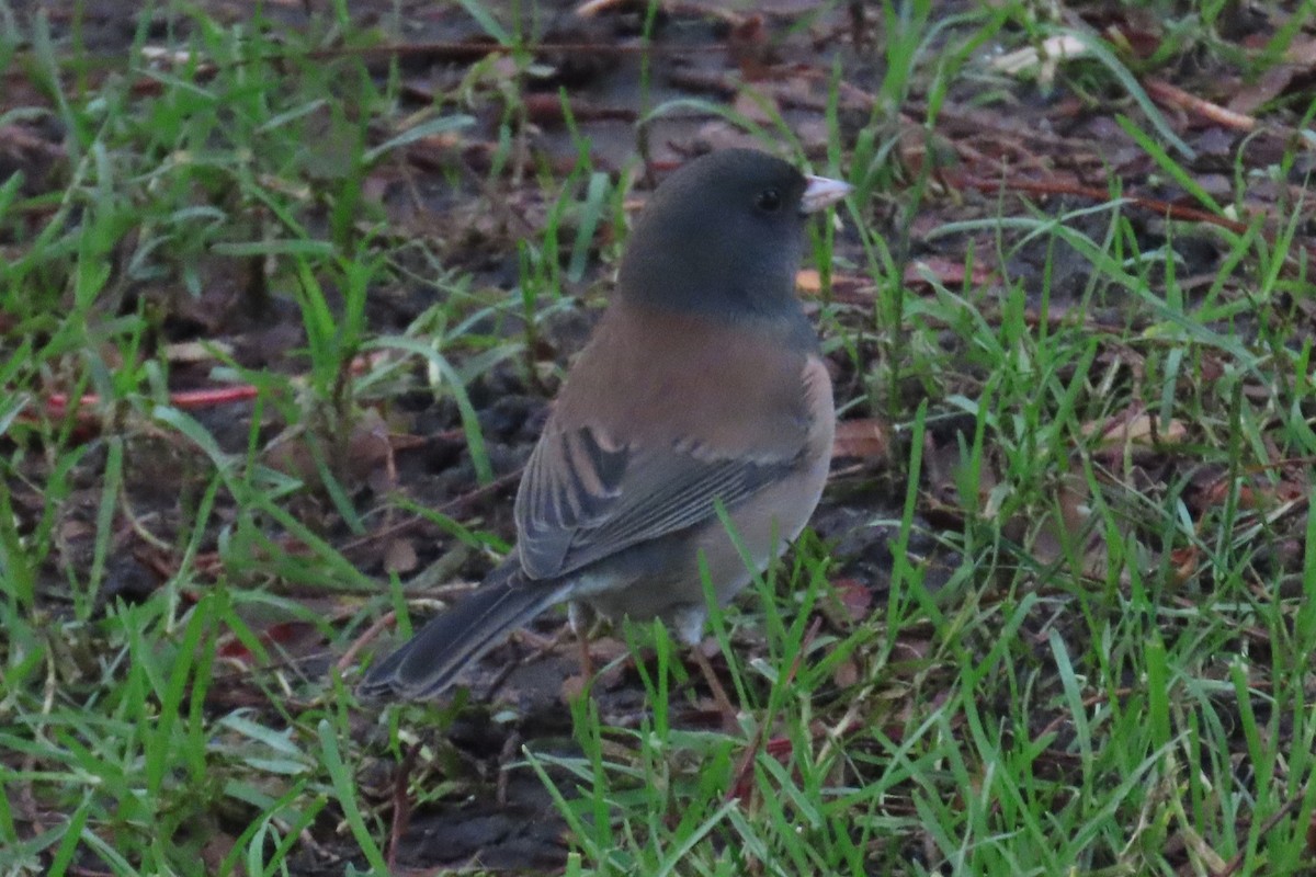 ユキヒメドリ - ML646020568